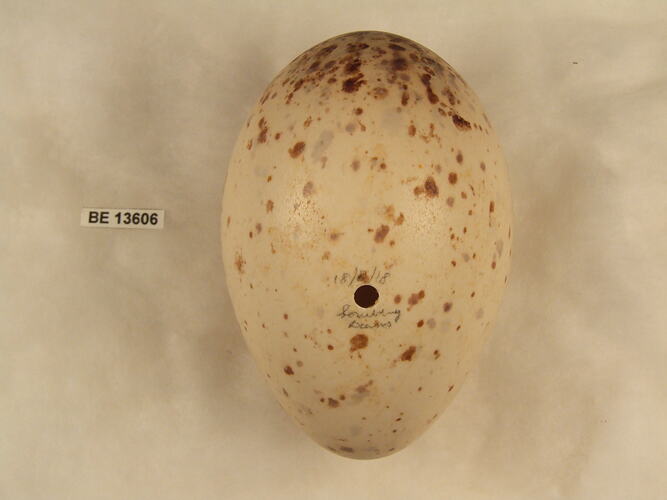 Bird egg with specimen label.