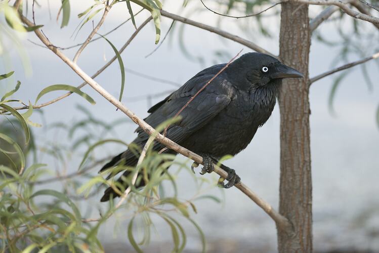 Black bird on a branch.