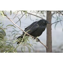 Black bird on a branch.