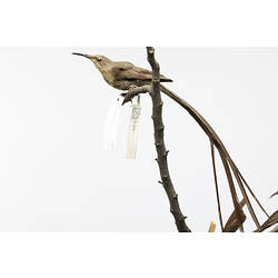 Taxidermied bird mounted on branch viewed from side.