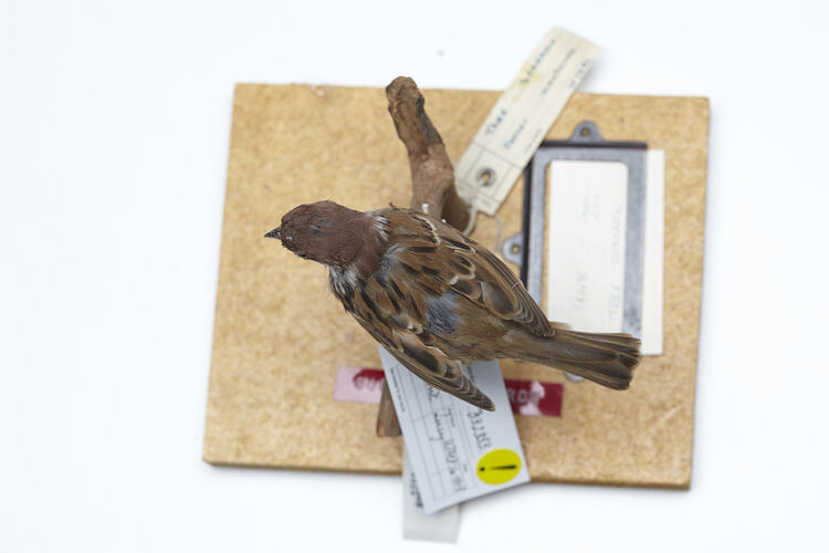 Taxidermied Sparrow with labels viewed from above.