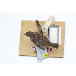 Taxidermied Sparrow with labels viewed from above.