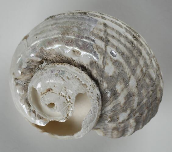 Snail shell.