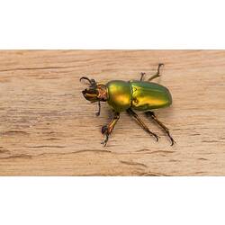 Golden Stag Beetle.