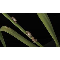 Three frogs climbing a long leaf.