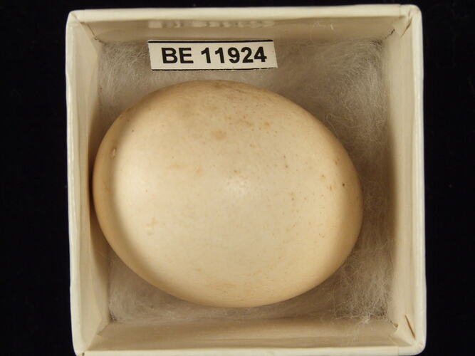 Bird egg with specimen label in box.