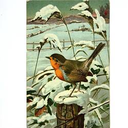 Front of postcard with picture of robin in snow.