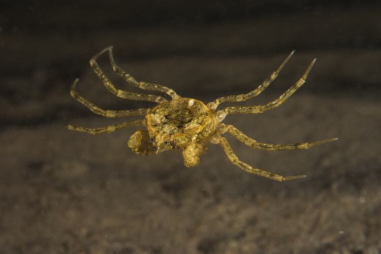 Yellow sea spider swimming, legs outstretched.
