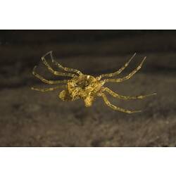 <em>Amarinus laevis</em> (Targioni Tozzetti, 1877), Estuarine Sea Spider