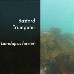 Silent footage of the Bastard Trumpeter, <em>Latridopsis forsteri</em>.