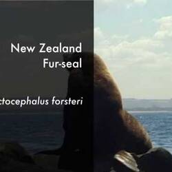 Silent footage of the New Zealand Fur Seal, <em>Arctocephalus forsteri</em>.