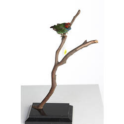 Small red and green bird specimen mounted on branch.