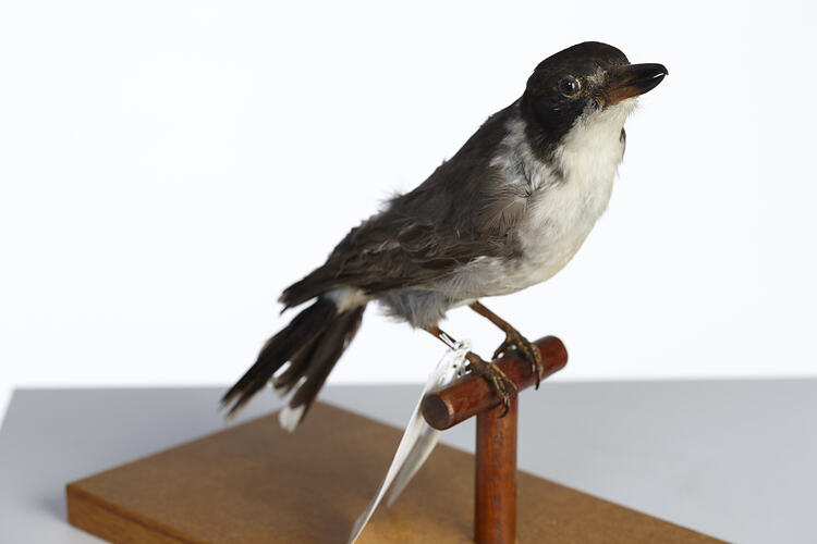 Grey and white bird specimen mounted on perch.