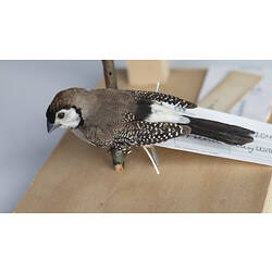 Brown and cream bird mount, side view.