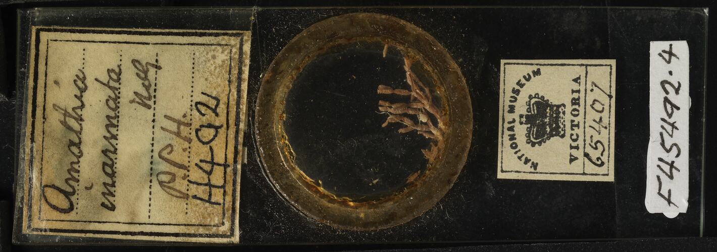 Bryozoan specimen mounted on glass microslide.