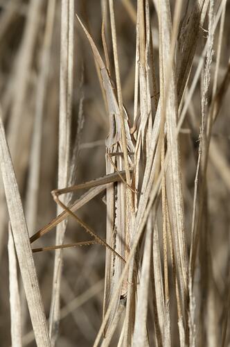 Grasshopper in brown grass.