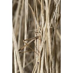 Grasshopper in brown grass.