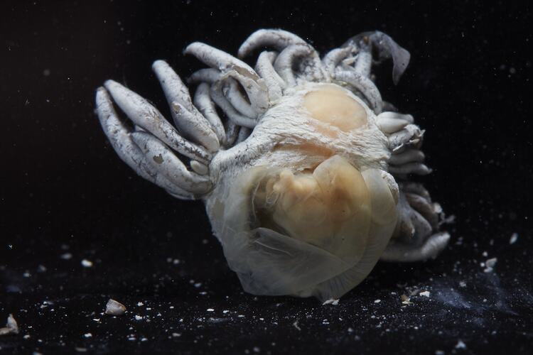 White and brownish nudibranch specimen.