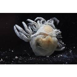 White and brownish nudibranch specimen.