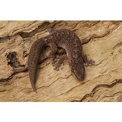 Dorsal view of mottled brown gecko on bark.