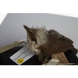 <em>Garrulax leucolophus leucolophus</em>, White-crested Laughing-thrush, mount.  Registration no. 28836.