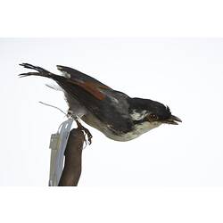 <em>Pteruthius flaviscapis validirostris</em>, White-browed Shrike-Babbler, mount.  Registration no. 54730.