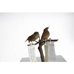 <em>Troglodytes troglodytes</em>, Winter Wren, mounts.  Registration nos. 58161 (right) & 58162 (left).