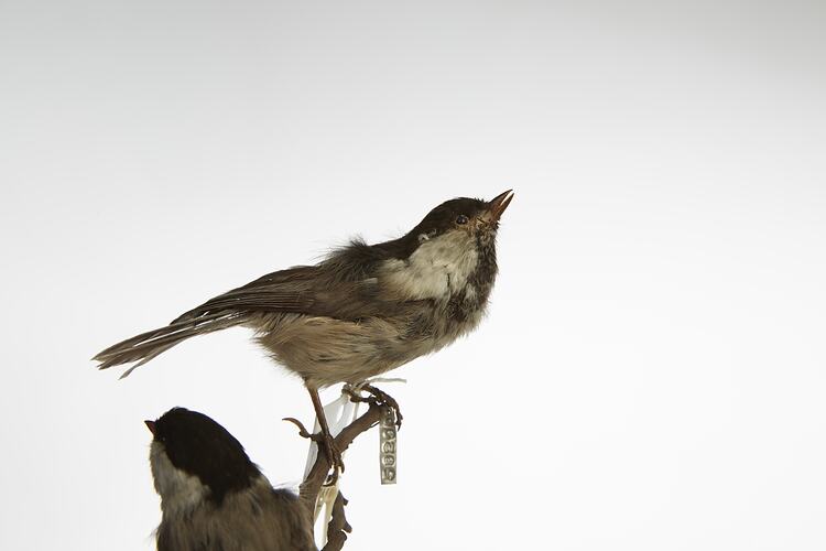 <em>Parus montanus borealis</em>, Willow Tit, male and females, mounts.  Registration nos. 58290 (top) & 58291 (bottom).