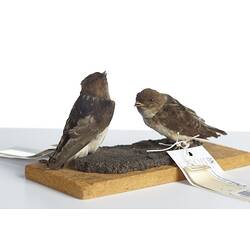 <em>Petrochelidon ariel</em>, Fairy Martin, male and females, mounts.  [27862 (left) & 27865 (right)]