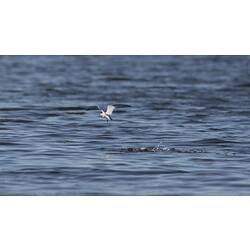 Whiskered Tern.