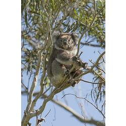 Koala sitting in branches.