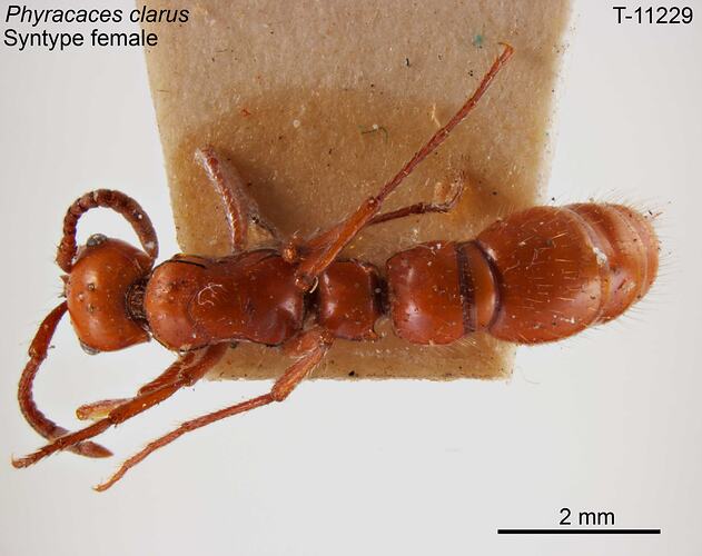 Ant specimen, female, dorsal view.