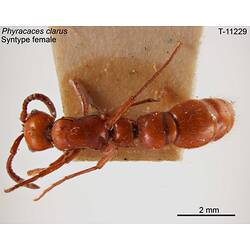 Ant specimen, female, dorsal view.