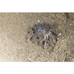 <em>Mictyris</em> sp., crab. Lakes Entrance, Victoria.