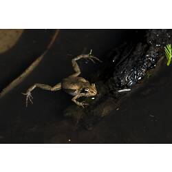 Brown frog in shallow water, legs splayed.