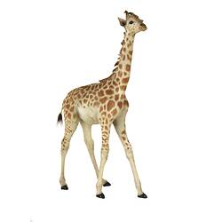 Front-rear view of juvenile giraffe specimen.