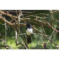 Small white-chested bird on branch.