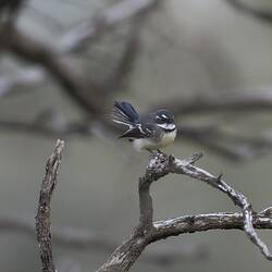 Gray fantail on bare branch.