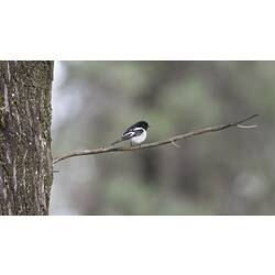Bird on narrow branch.