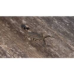 Mottled brown scorpion on bark.