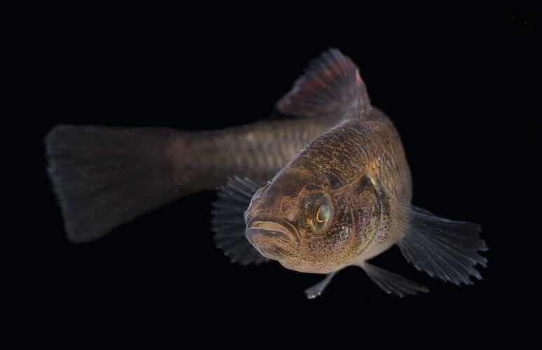 Carp Gudgeon.