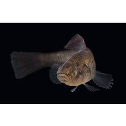 Carp Gudgeon.
