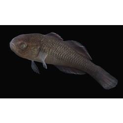 Carp Gudgeon.