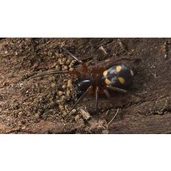 Spotted Ground Spider.