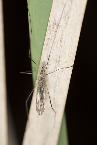 Family Tipulidae, craneflies. Murray Explored Bioscan.