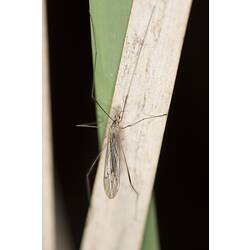 Family Tipulidae, craneflies. Murray Explored Bioscan.