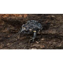 Dark grey frog with yellow upper arms.