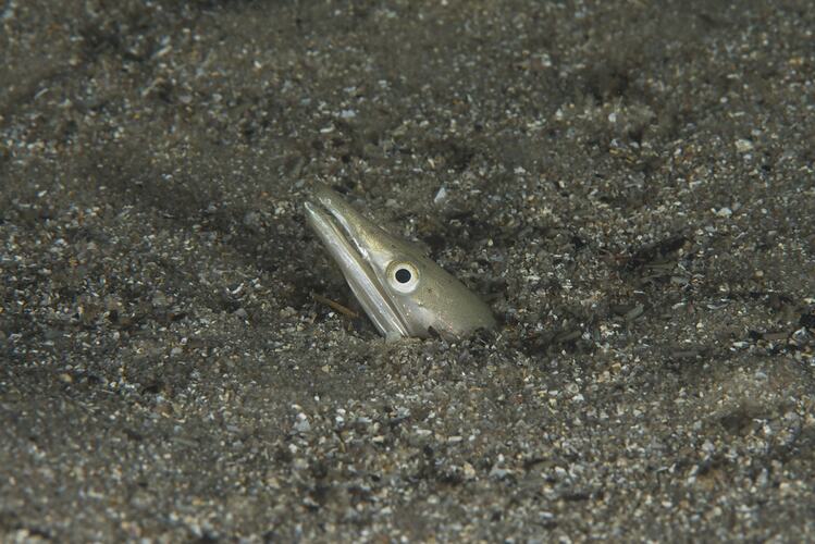 Head of eel poking out of sandy sea bottom.