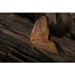 Orange moth.