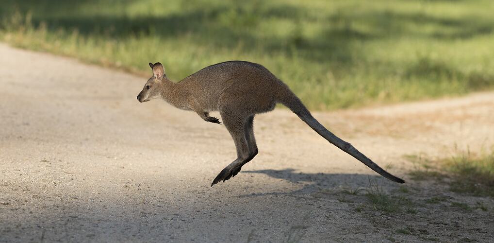 Eastern Grey Kangaroo.